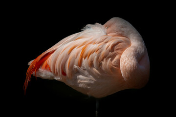 Closeup of a pink flamingo on a black background