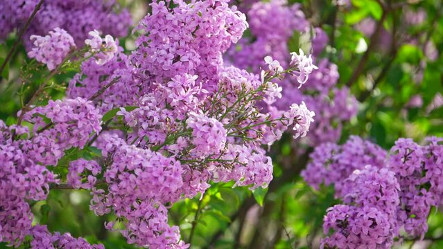 Flowers and trees. March 8 and February 14 gift for woman. beautiful blooming lilac in spring, lilac flowers in sunny spring weather