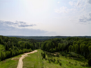 Forest in the beginning of the summer. 