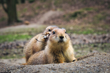 Präriehund - Erdhörnchen - Nagetier - Pelz - Pelzig - Tier - Animal - Cute Prairie Dog - Family - Groundhog - Genus Cynomys - Close Up - Meadow - High quality photo 
