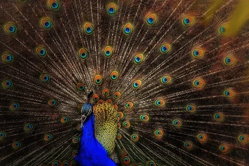 Fotobehang peacock with feathers © Feriwala