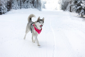 Siberian Husky dog walking, winter forest