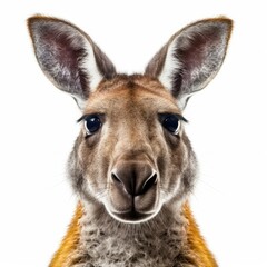Closeup of kangaroo looking at camera.funny and cute