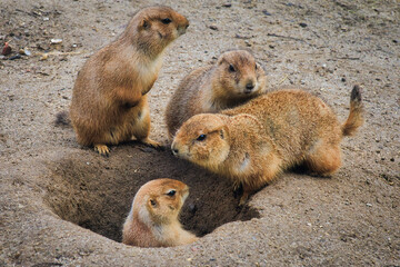 Präriehund - Erdhörnchen - Nagetier - Pelz - Pelzig - Tier - Animal - Cute Prairie Dog - Family - Groundhog - Genus Cynomys - Close Up - Meadow - High quality photo 