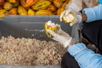 A farmer holds a cocoa pod that has been opened to reveal the seeds inside. There is a pile of cocoa nuts in the background.