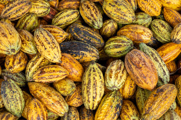 close up of a pile of cocoa Lots of yellow cocoa fruits harvested from the tree. Placed together on the wooden floor