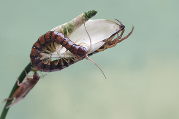 A centipede is ready to prey on a cricket on an anthurium flower. This multi-legged animal has the...