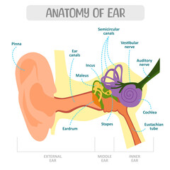 anatomy of ear
