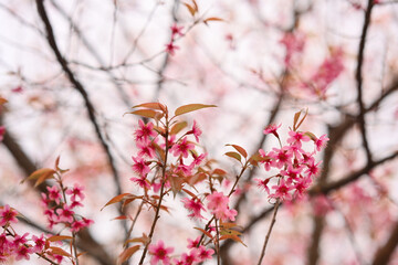 Blooming wild Himalayan cherry blossom flower bunch during winter in Northern of Thailand
