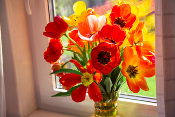 A beautiful lush bouquet of red yellow tulips in a glass vase stands on window illuminated by sunlight. The concept of a holiday in the house. Garden flowers. International women's day. Mother's day
