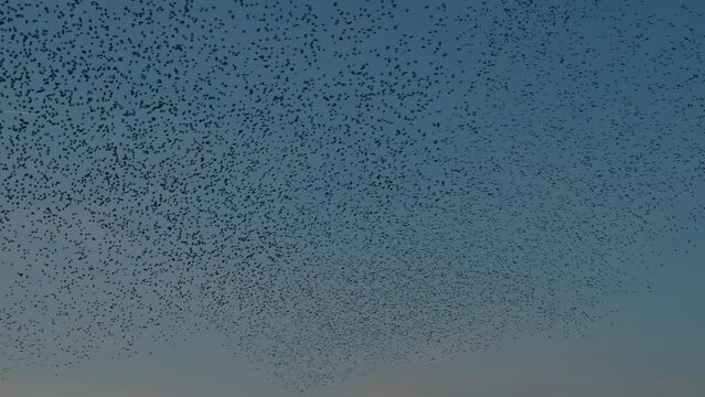 Starling birds murmuration in a clear sky during a calm sunset at the end of the day. Huge groups of starlings (Sturnidae) in the sky that move in shape-shifting clouds before landing in the trees for