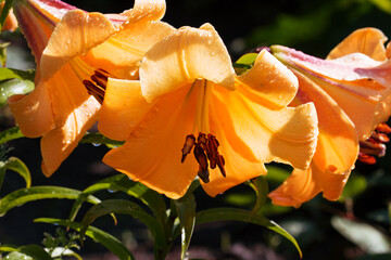 Yellow Asiatic lilies with drops of water on the petals bloom after rain in the morning, summer...