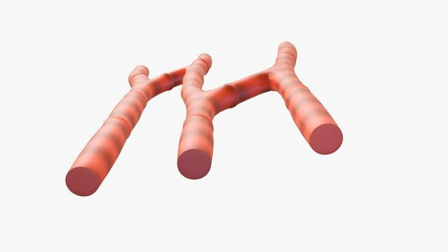 isolated cardiac muscle, also known as heart muscle or myocardium, is a type of muscle tissue that makes up the heart, 3d animation.
