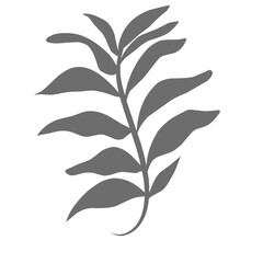 Plants leaves drawing 