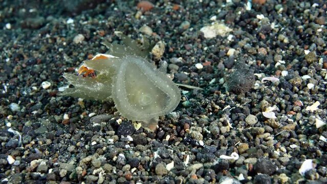 Nudibranch (sea slug) - Melibe viridis with an Emperor shrimp. Underwater macro life of Tulamben, Bali, Indonesia.
