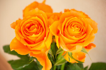 オレンジ色のバラ