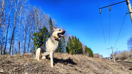 Dog German Shepherd near railway. Russian eastern European dog veo next to rails and sleepers. A...