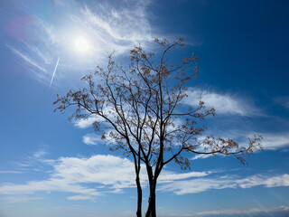 beautiful tree and sky background