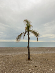beautiful palm tree on the beach