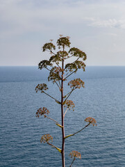 a beautiful tree by the sea