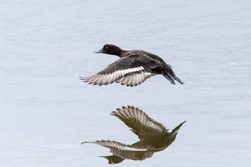 Reiherente Weibchen im Frühjahr im Flug	