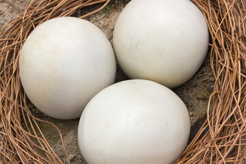 Eggs of Ostrich organic fresh egg. Huge white shell of an african ostrich.