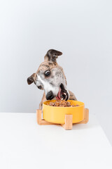 Whippet dog eats treats from a yellow bowl