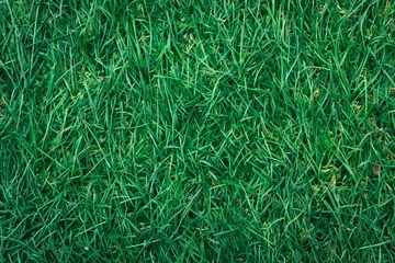 Tuinposter Artificial fake grass texture background on the park © Renhue