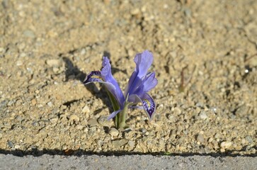 Spring blooming Iris (Juno) stenophylla