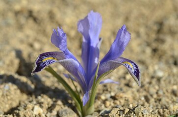 Spring blooming Iris (Juno) stenophylla