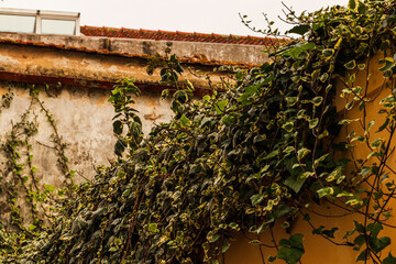 ivy covered wall