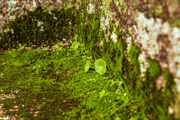 green moss on the stone