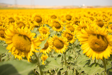 field of yellow sunflowers in an agricultural plantation in andalusia, spain. In the background blue sky and white clouds. Organic farming concept.