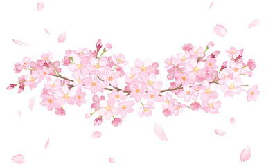 桜と水彩イラストで構成した装飾フレーム。見出し装飾。 - obrazy, fototapety, plakaty