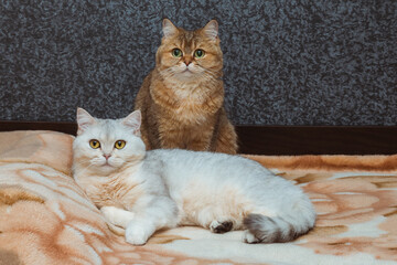 Two British cats of red and silver color are looking straight at the bed. The relationship of pets in the house