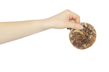 gingerbread cookies in hand isolated from background, concept of giving up flour and sweet products