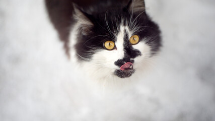 Funny close-up portrait of a cat