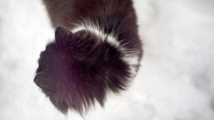 portrait of a cat in close-up from the back, wool