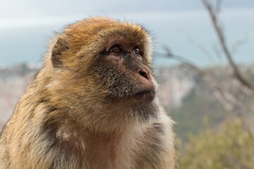 Obraz premium Barbary Macaque (Macaca sylvanus). Cap Carbon near Bejaia city. Algeria. Africa.