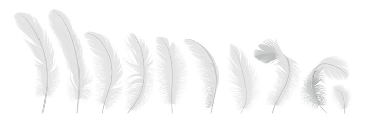 Gentle feathers line realistic vector illustration set. Birds quills with tender texture. Fluffy plumage from angel wings 3d elements on white © ApoevArt