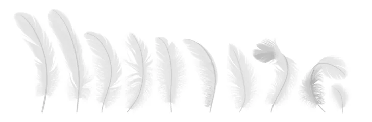 Papier peint Plumes Gentle feathers line realistic vector illustration set. Birds quills with tender texture. Fluffy plumage from angel wings 3d elements on white