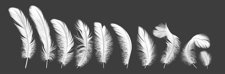 Gentle feathers line realistic vector illustration set. Birds quills with tender texture. Fluffy plumage from angel wings 3d elements on white