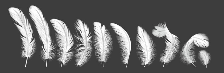 Obraz premium Gentle feathers line realistic vector illustration set. Birds quills with tender texture. Fluffy plumage from angel wings 3d elements on white