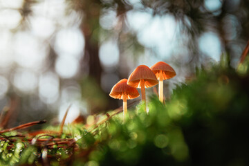 autumn mushrooms growing from moss in forest