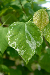 Eastern Redbud Alley Cat leaves