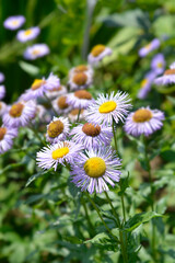 Showy fleabane flowers