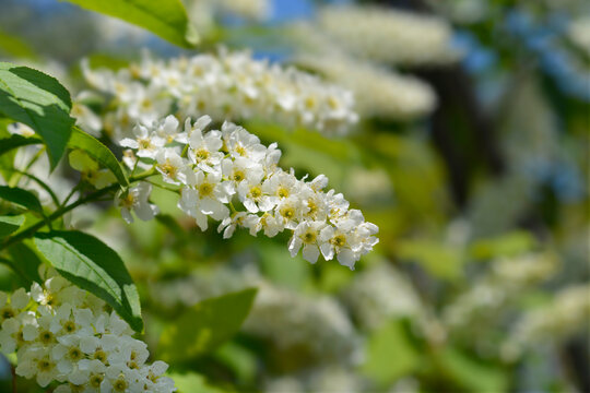 Bird cherry flowers