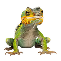 Obraz premium chameleon isolated on white
