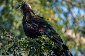 Ibis chauve perché dans un arbre