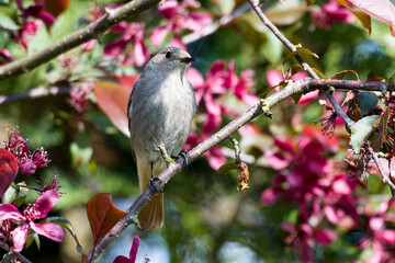 Obraz premium Weiblicher Hausrotschwanz (Phoenicurus ochruros) 